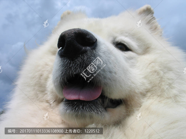 薩摩耶犬的特寫(xiě)