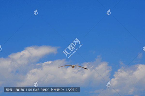 飛海鷗-匯圖網(wǎng) www.fosd68.com 飛海鷗