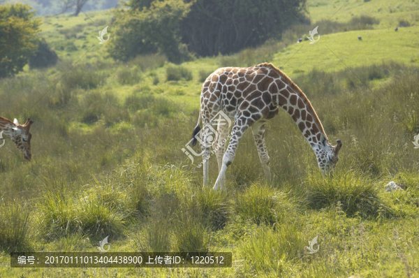 長頸鹿