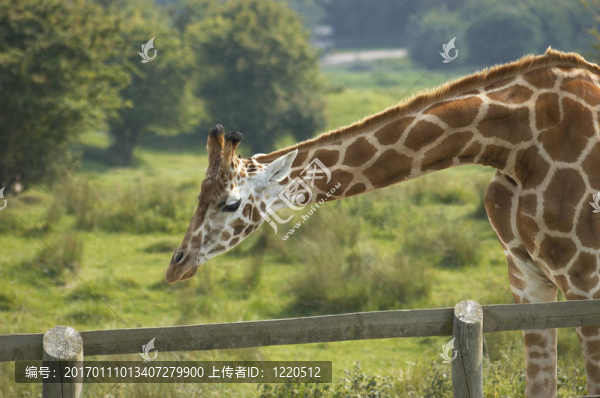 長(zhǎng)頸鹿