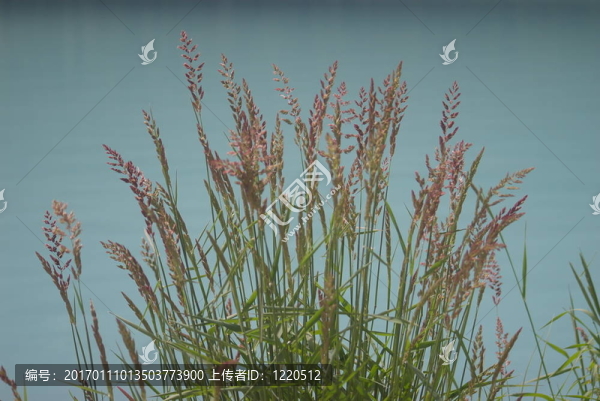 草1-匯圖網(wǎng) www.fosd68.com 草1