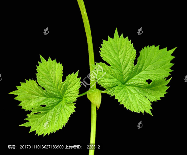 自然之美-匯圖網(wǎng) www.fosd68.com 自然之美