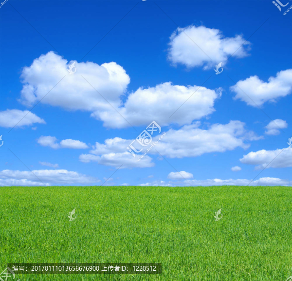夏天的草地