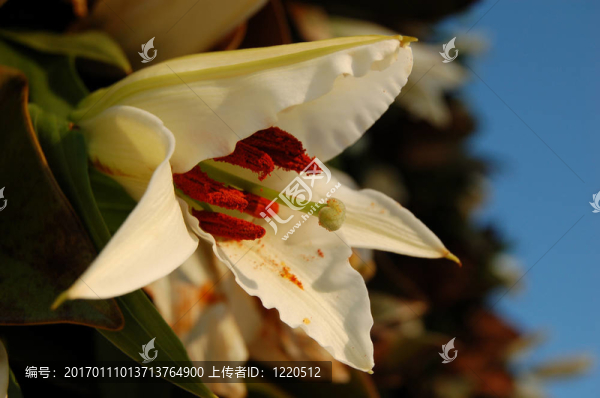 百合花