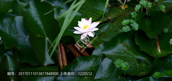 睡蓮盛開