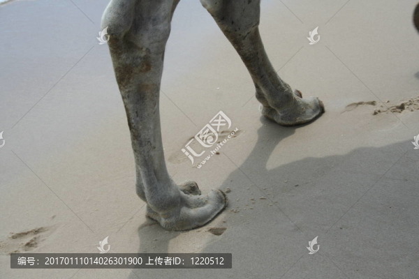 沙漠之船