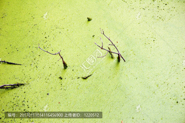 綠色的水面