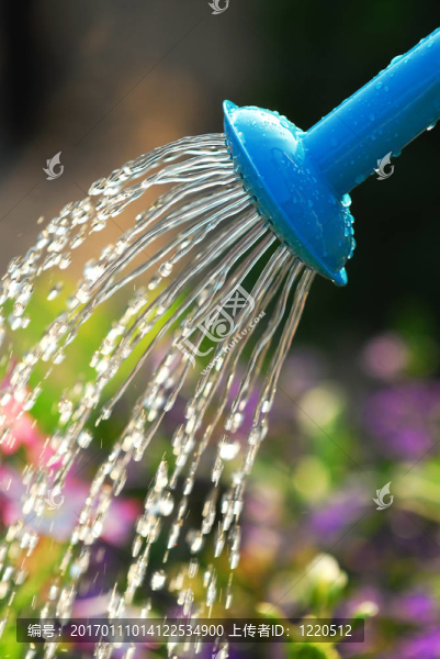 給花澆水