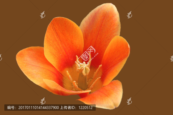 橙色郁金香