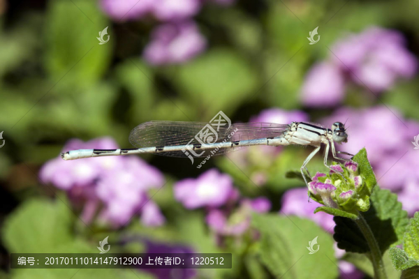 蜻蜓
