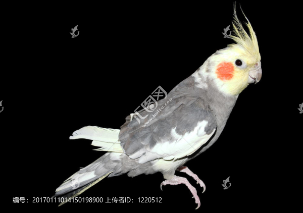 鸚鵡在黑色