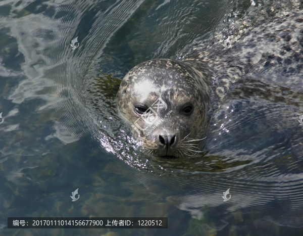 密封-匯圖網(wǎng) www.fosd68.com 密封