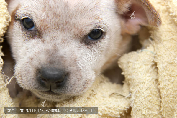 獵狐小狗裹著一條毛巾