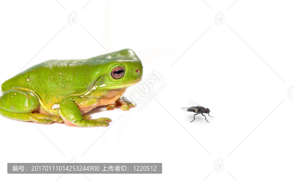 綠樹蛙和白色背景蒼蠅