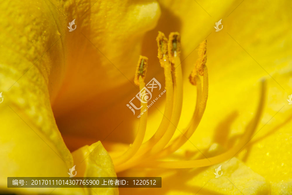 神秘的水仙花