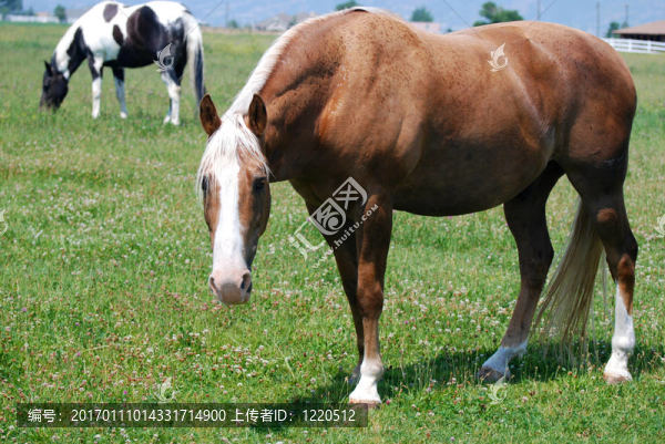 馬在牧場(chǎng)