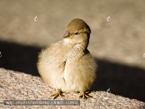 梳梳頭發(fā)-匯圖網(wǎng) www.fosd68.com 梳梳頭發(fā)