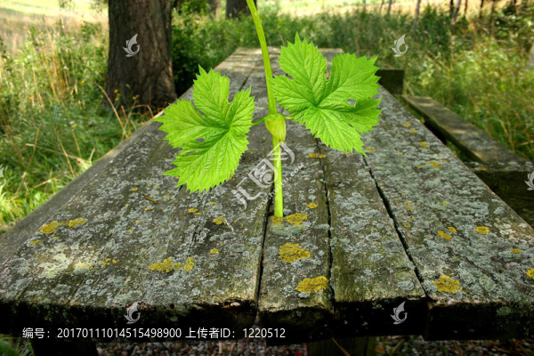 生命的力量