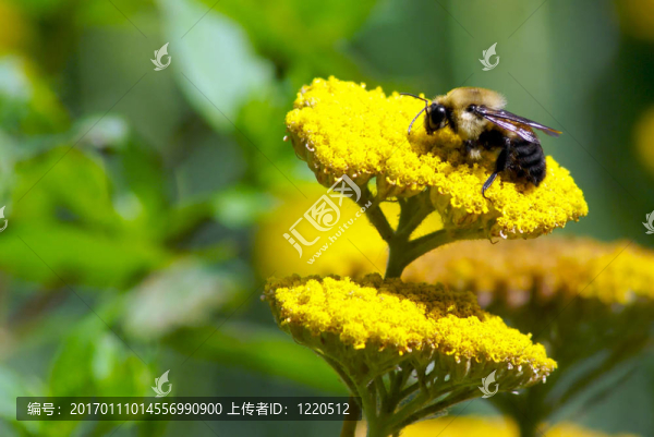 蜜蜂三