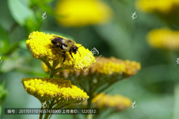 蜜蜂一