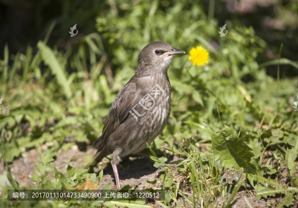 年輕的雌性八哥