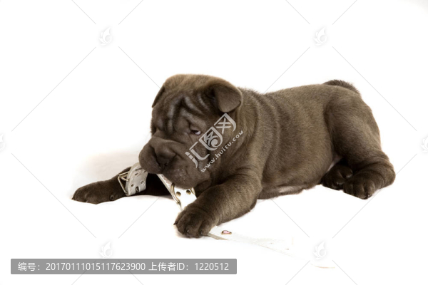 小狗玩衣領(lǐng)