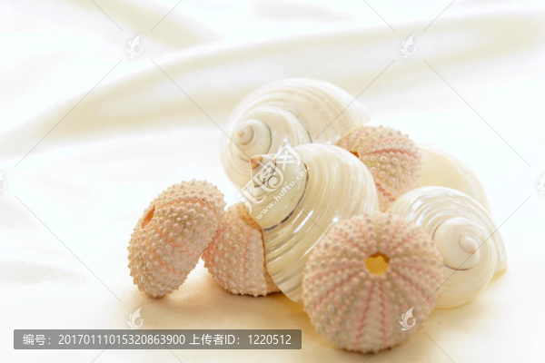 各式各樣的貝殼