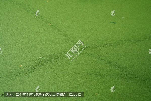 藻類覆蓋的池塘