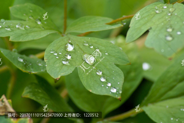 雨滴