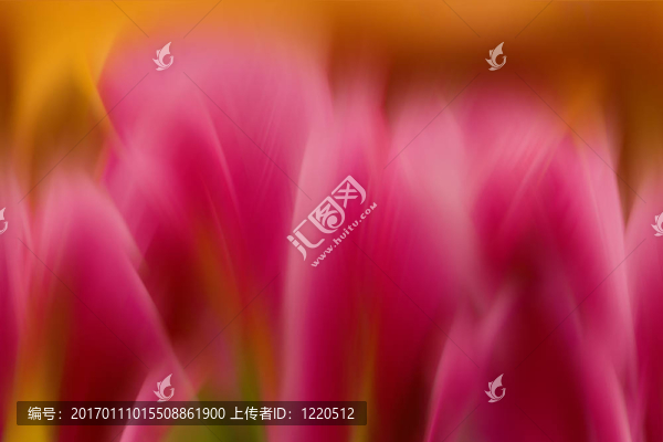摘要花
