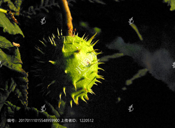 刺栗子成熟