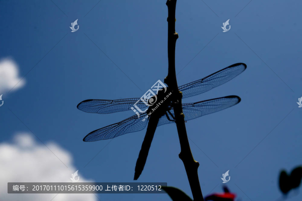 蜻蜓棲息在樹枝