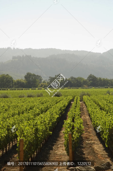 加利福尼亞北部的葡萄園