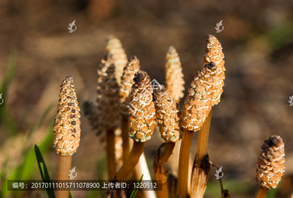 去年的草