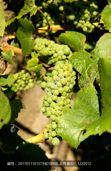 葡萄上的葡萄-匯圖網(wǎng) www.fosd68.com 葡萄上的葡萄