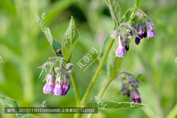 雛菊盛開