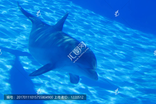 海豚-匯圖網(wǎng) www.fosd68.com 海豚