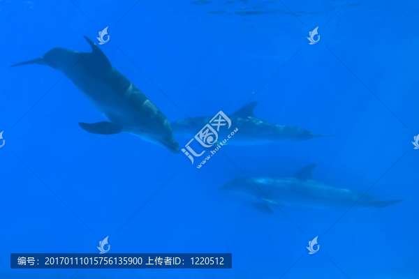 寬吻海豚