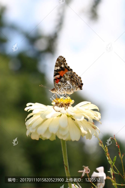 蝴蝶花