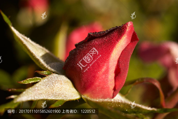 在露水的玫瑰花蕾
