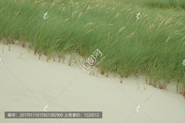 dunegrass
