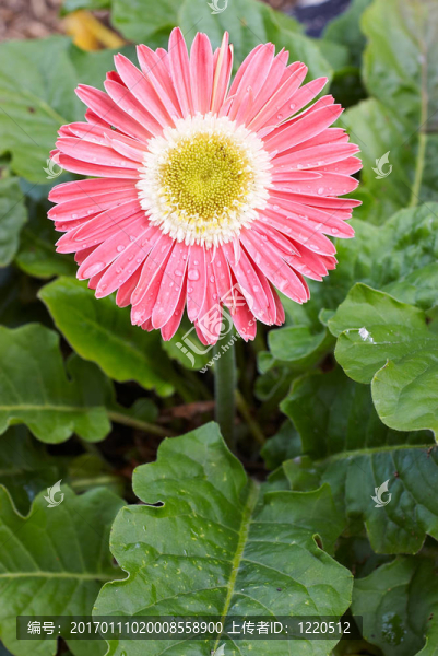 粉色非洲菊