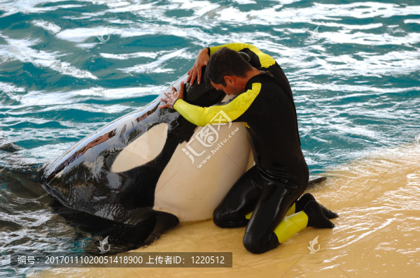 人與殺手鯨