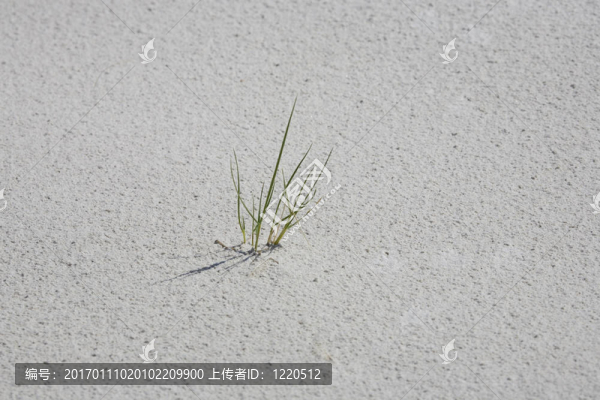 沙丘