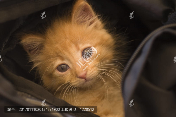 貓