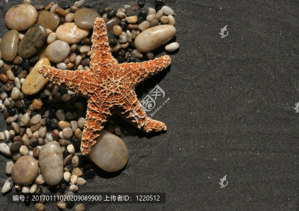 海星和卵石