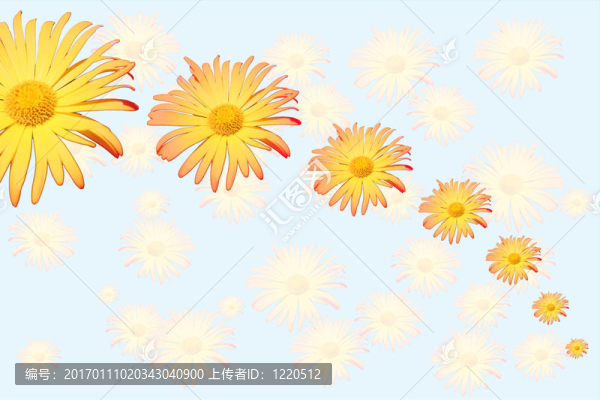 雛菊