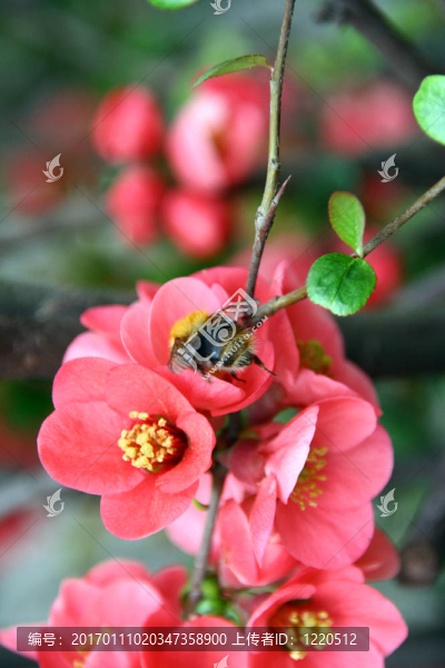 蘋果花
