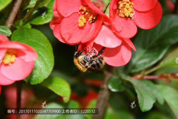 花上的蜜蜂