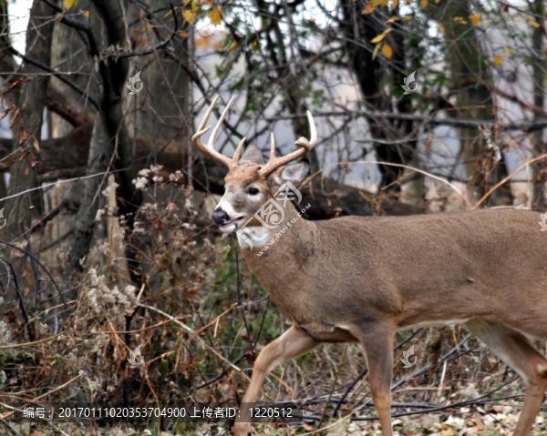 白尾鹿-匯圖網(wǎng) www.fosd68.com 白尾鹿